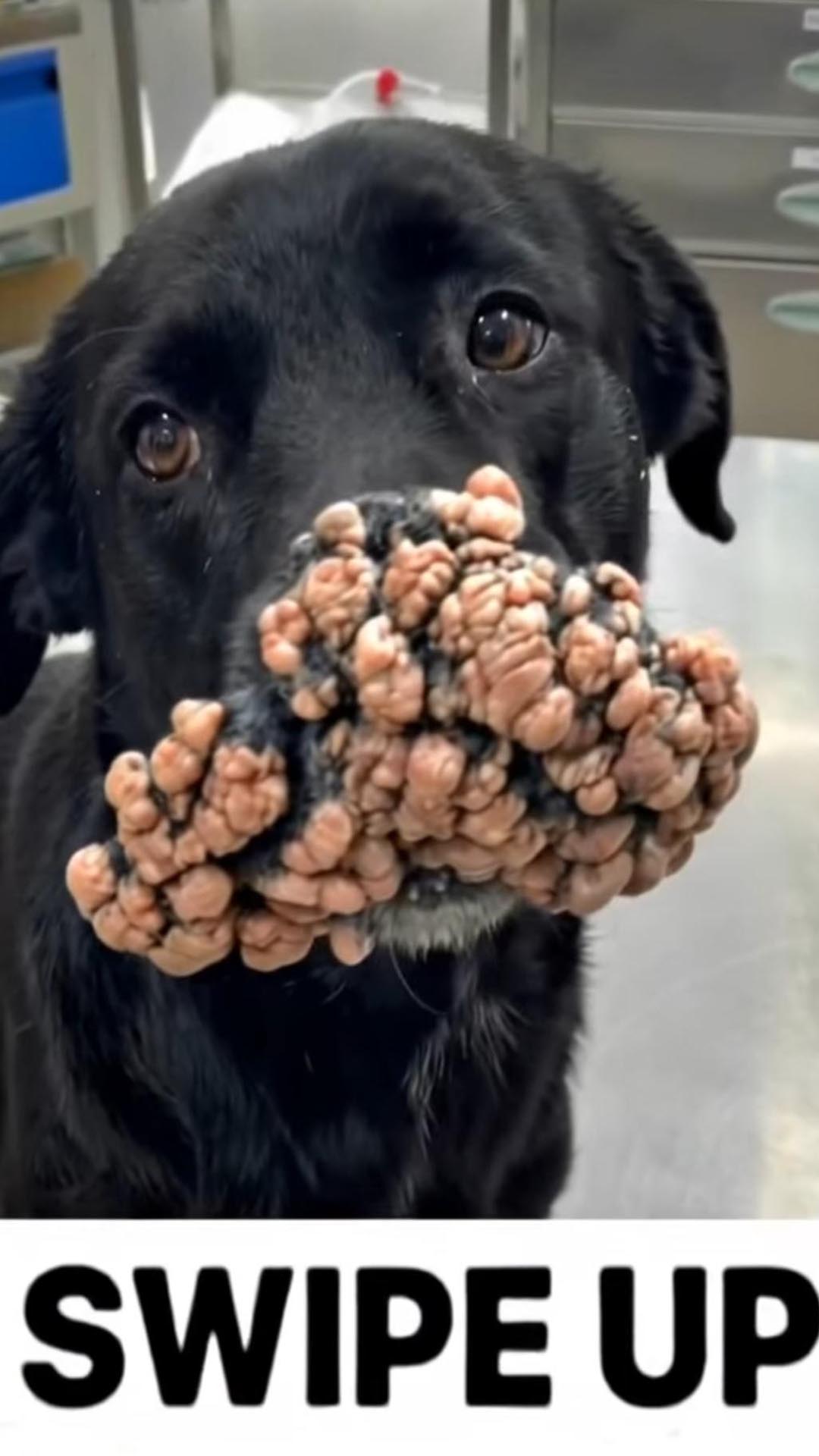 How To Get Rìd Of Fl℮as From Dog