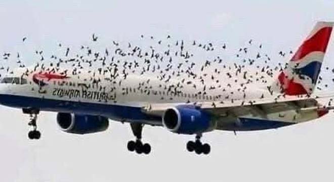 The Mind Blowing Reason This Terrified Pilot Burst Into Tears After An Emergency Landing Saved His Passengers From A Swarm Of Thousands Of Angry Birds –